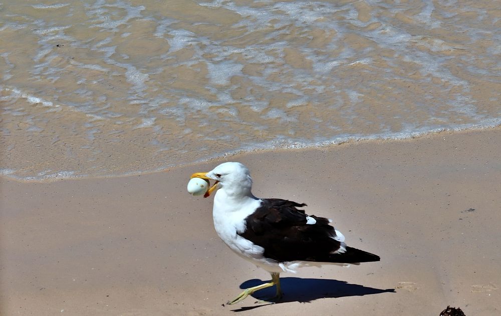 Seagull with an egg