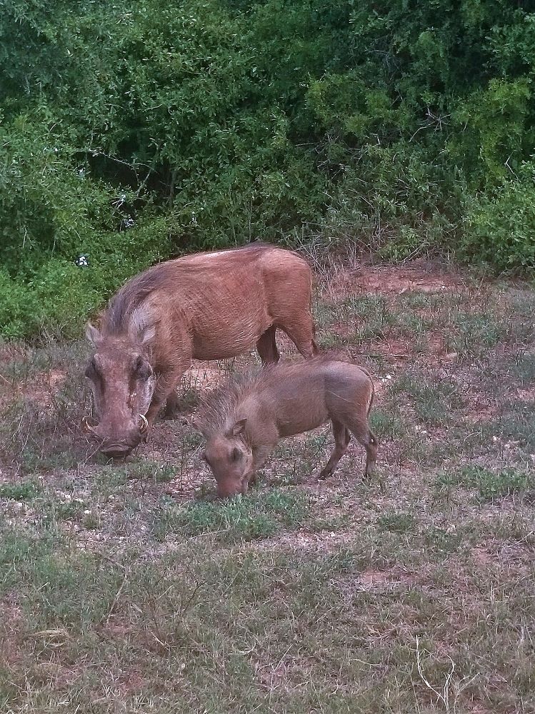Boars, mother and calf