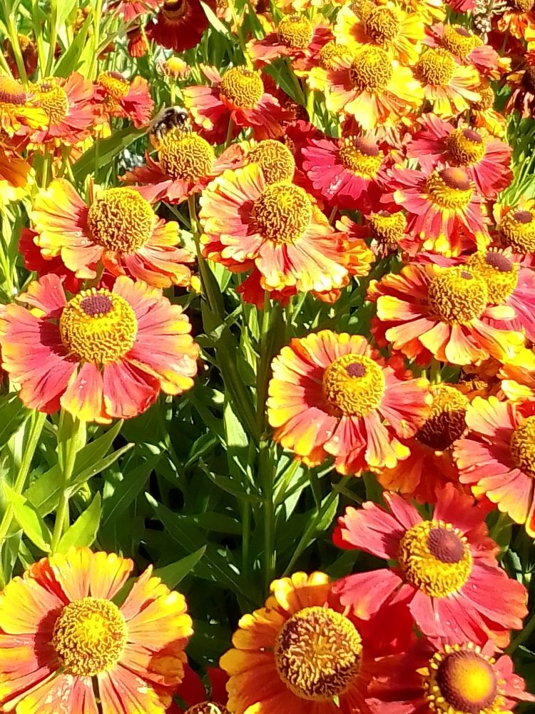 Photograph by Irina Mihailovskaya