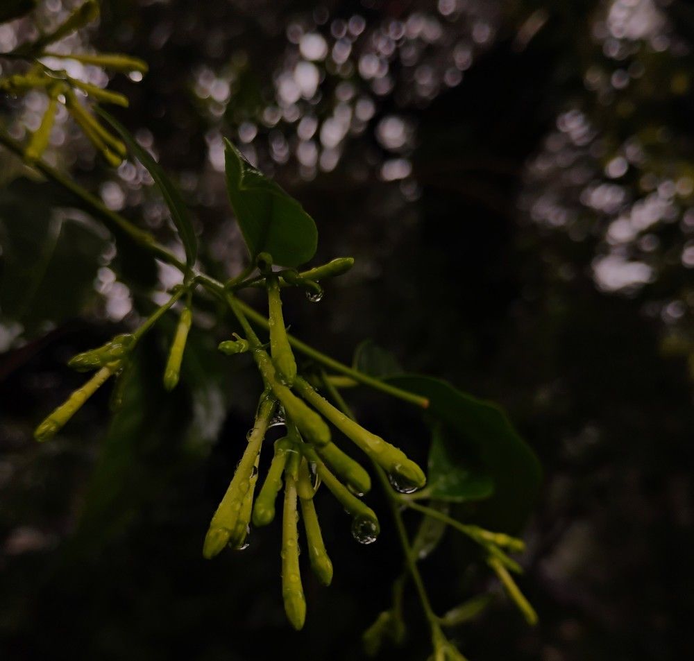 Droplets of introspection