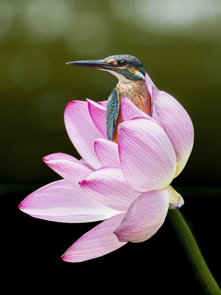 Photograph by Madushanka Dinesh