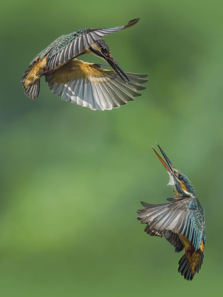 Aerial Duel