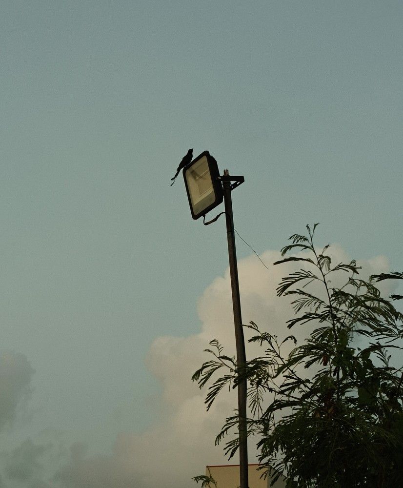 Lonely Bird