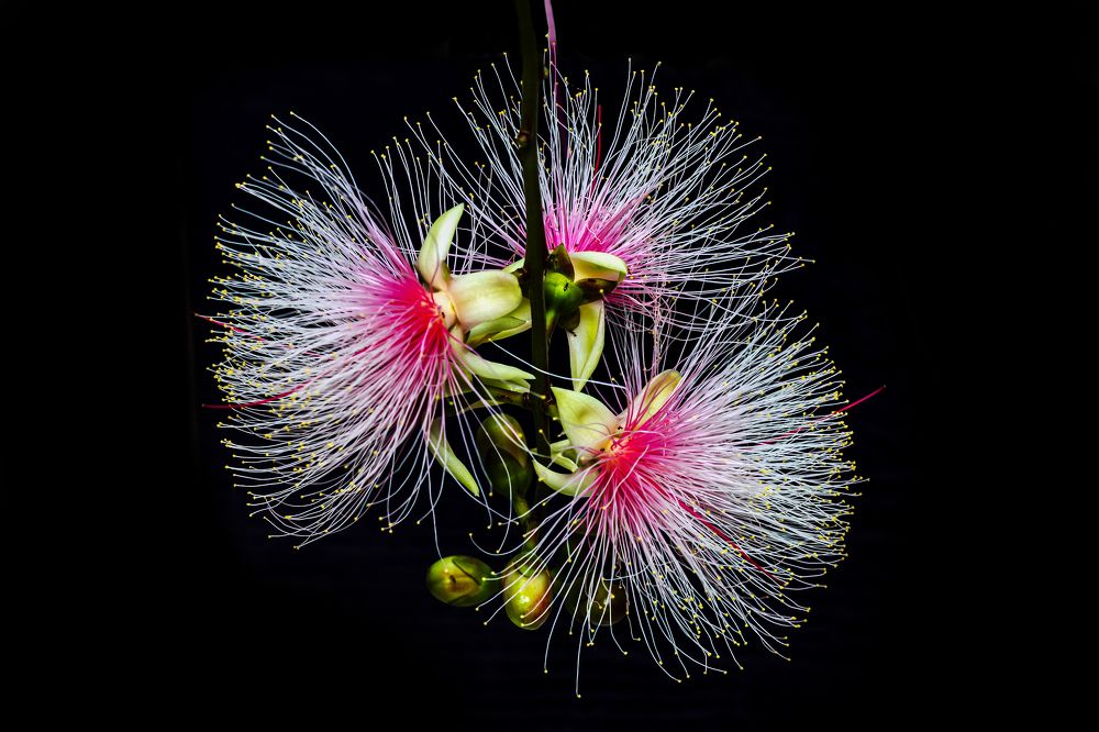 Photograph by ChonTin NeCoTi