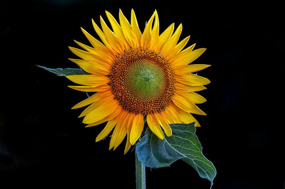 Фотография автора ChonTin NeCoTi