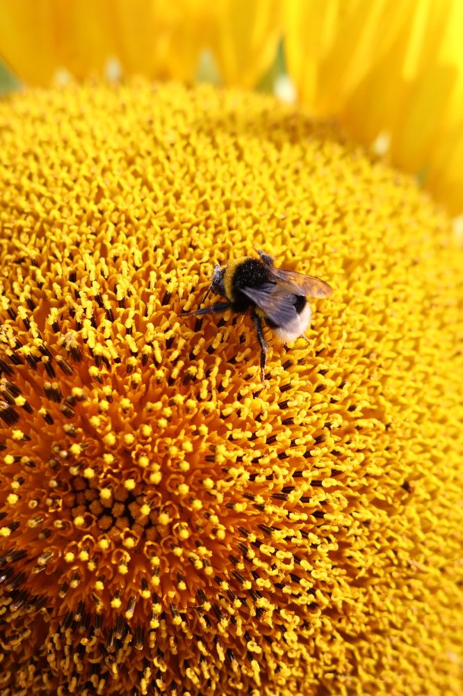Photograph by Елена Григорьева