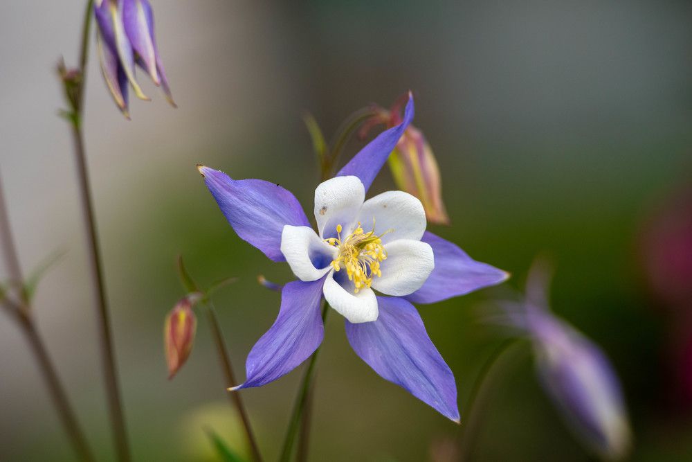 Фотография автора Сергей Чесноков