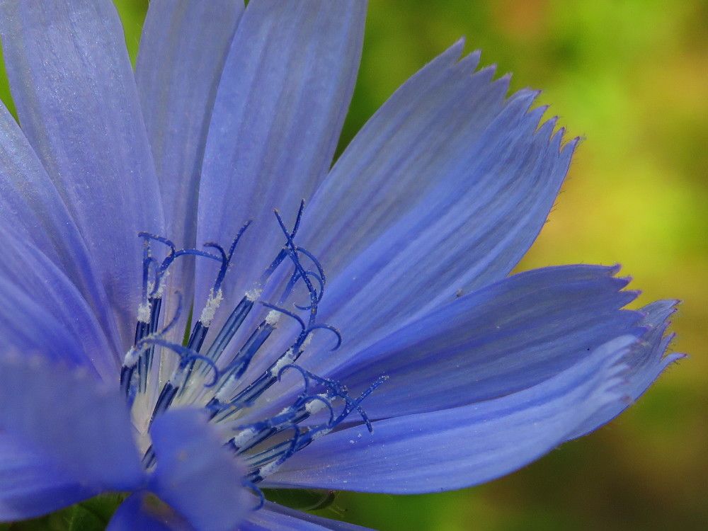 Макромир цикория