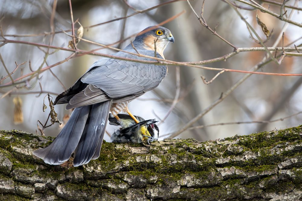 Photograph by Вера Машина