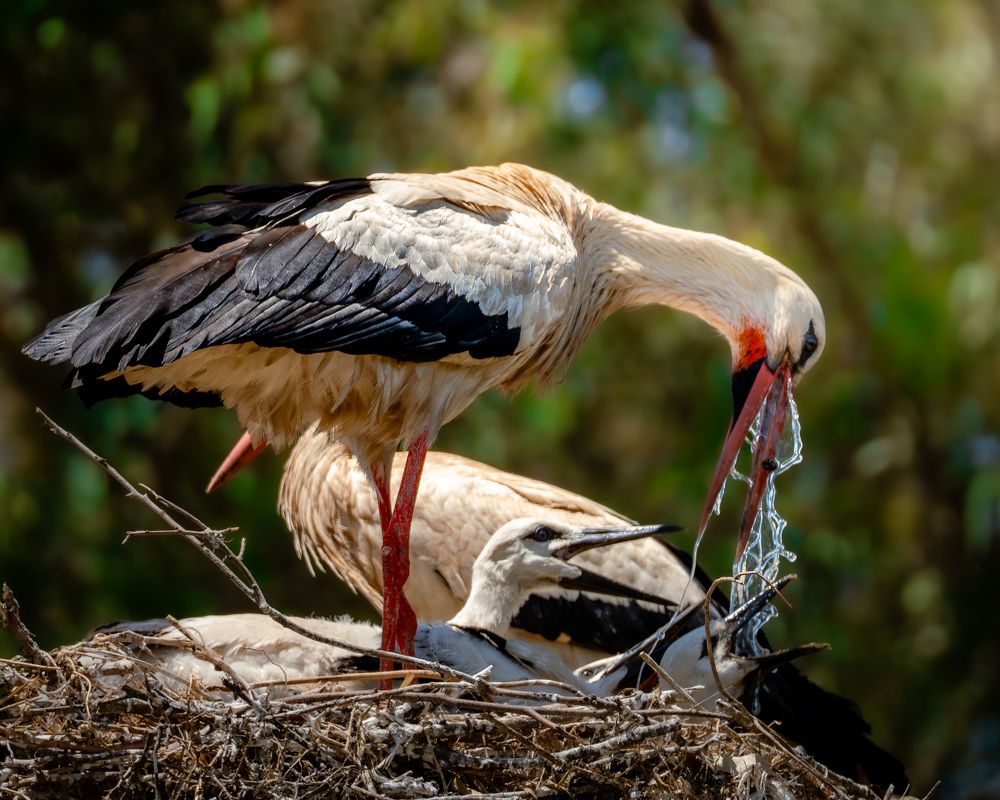 Photograph by Lodi Pertovt