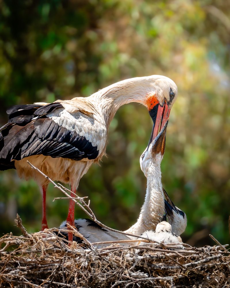 Photograph by Lodi Pertovt