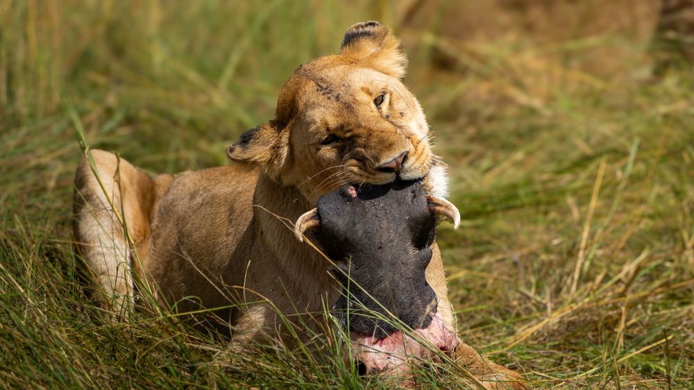 Photograph by Lodi Pertovt