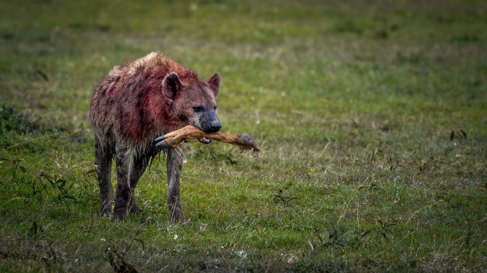 Photograph by Lodi Pertovt