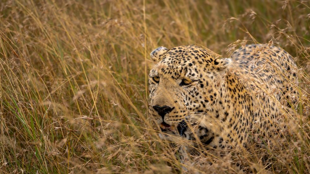 Photograph by Lodi Pertovt