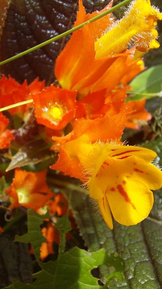 Photograph by CRINALDO REIS