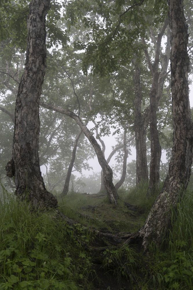 Photograph by Elena V