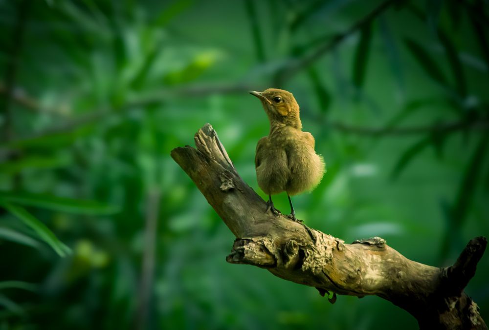 Photograph by Aquib Ahasan