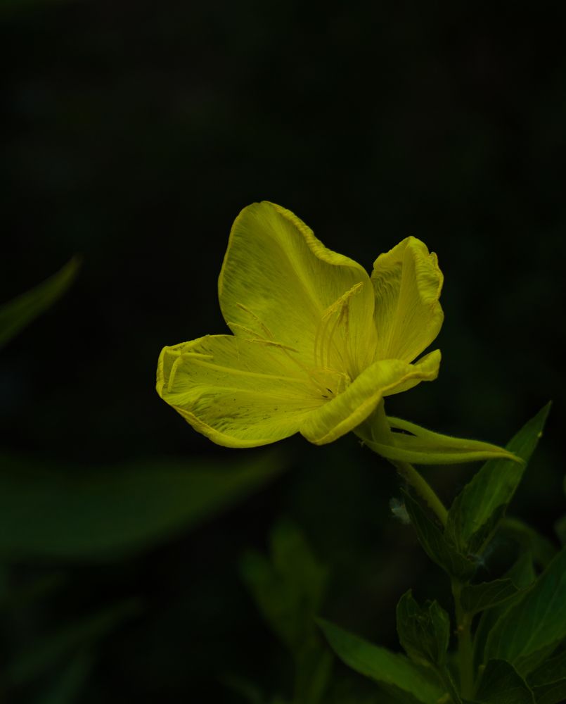 Photograph by zahra salardini