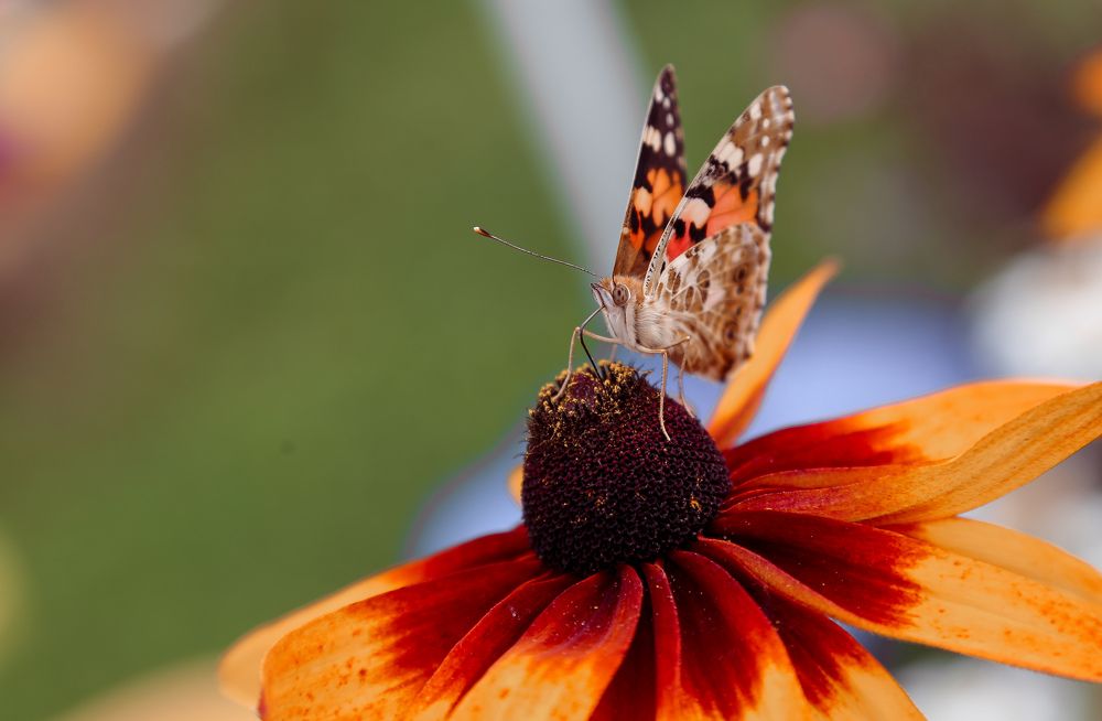 Фотография автора Станислава Гордеева