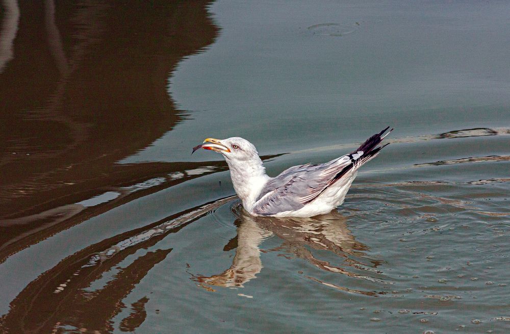 Photograph by Сергей Христинич