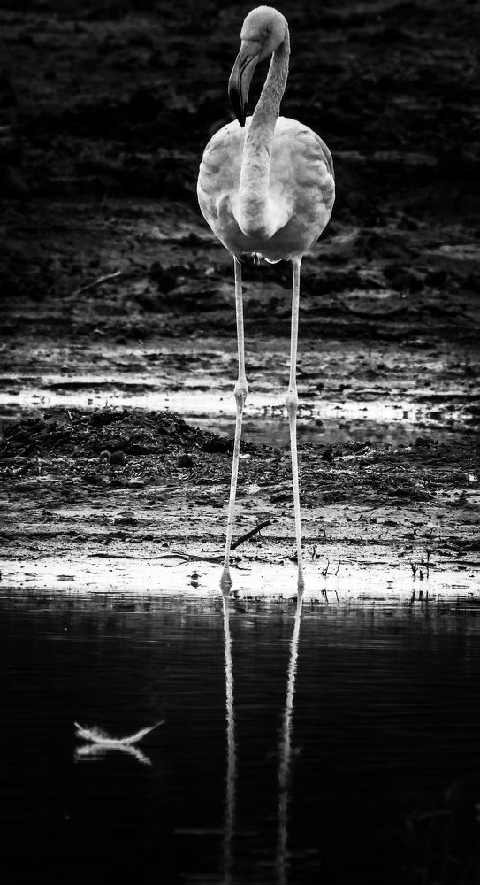 Photograph by Basie Marais