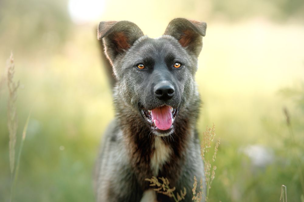 Photograph by Александр Соловьев