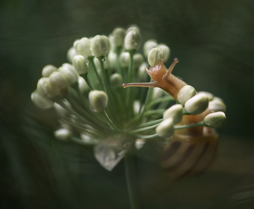 Букет цветов для улитки