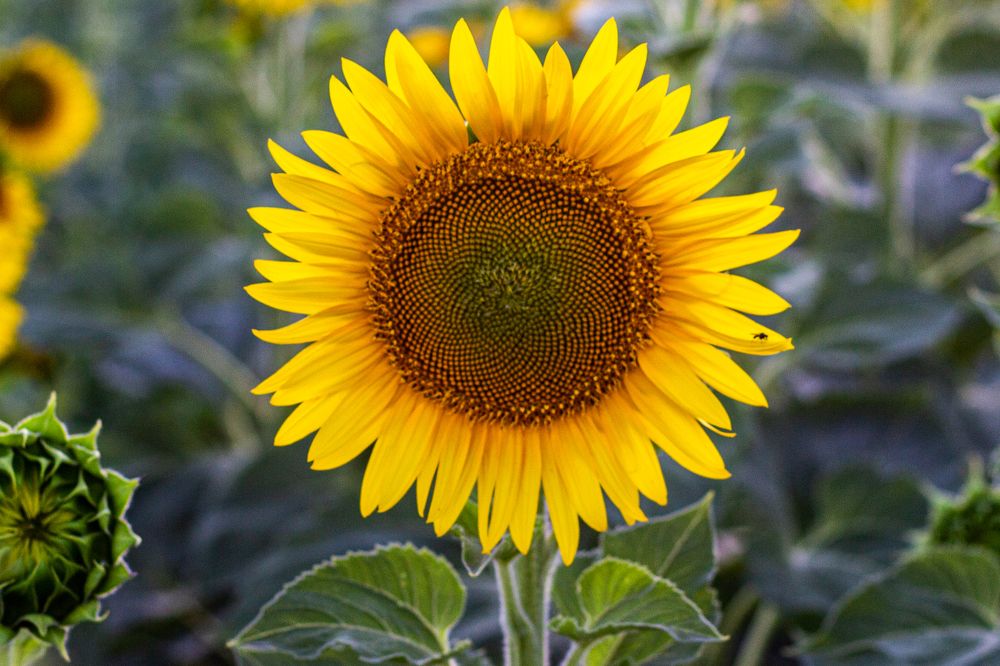 Photograph by Роман Якута