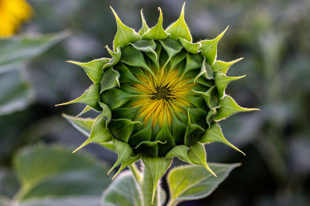 Photograph by Роман Якута