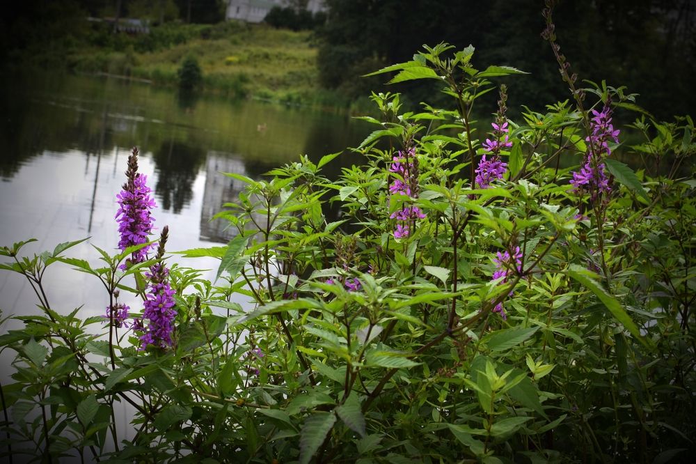 Photograph by Надежда Солдатченкова