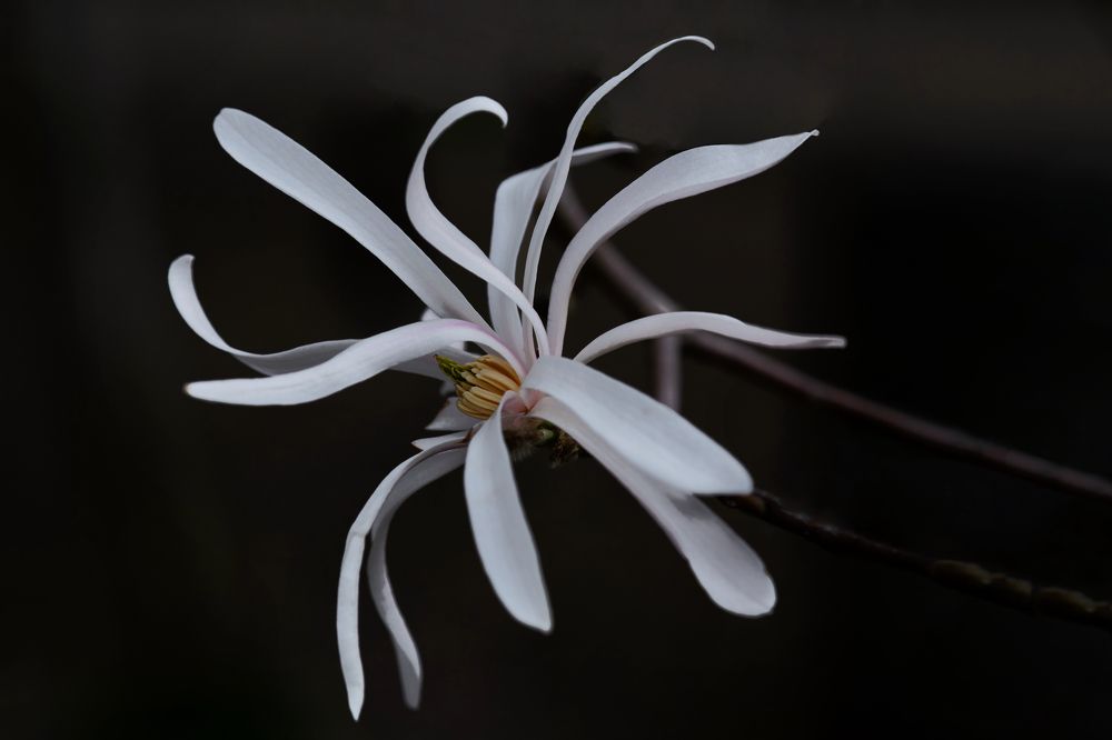 Звездчатая магнолия