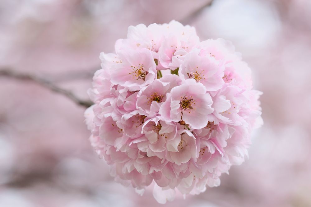 Cherry blossoms
