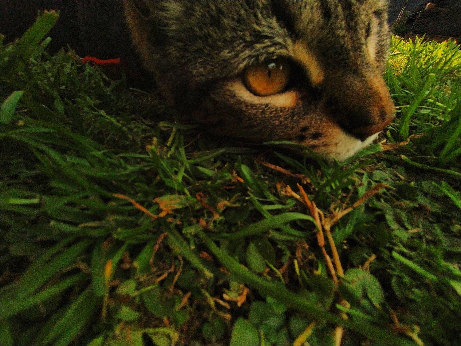 Photo #10919204