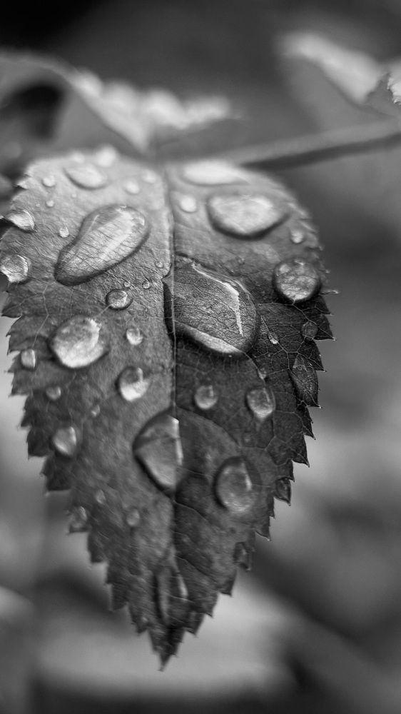 Photograph by Oxana Petlina