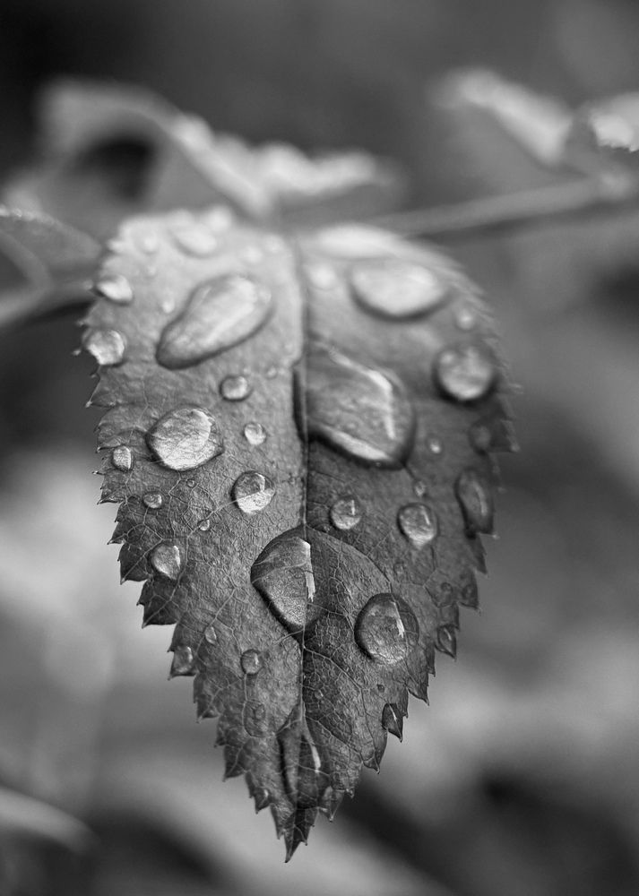 Photograph by Oxana Petlina