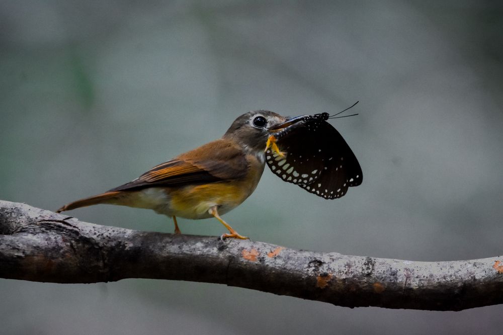 Photograph by Sathishkumar S