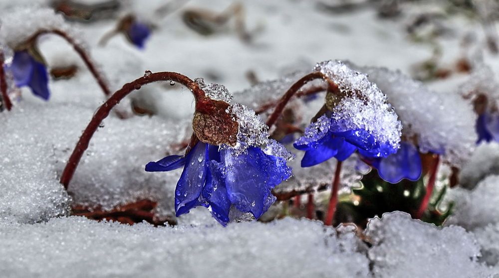 Photograph by Александр Лазебник