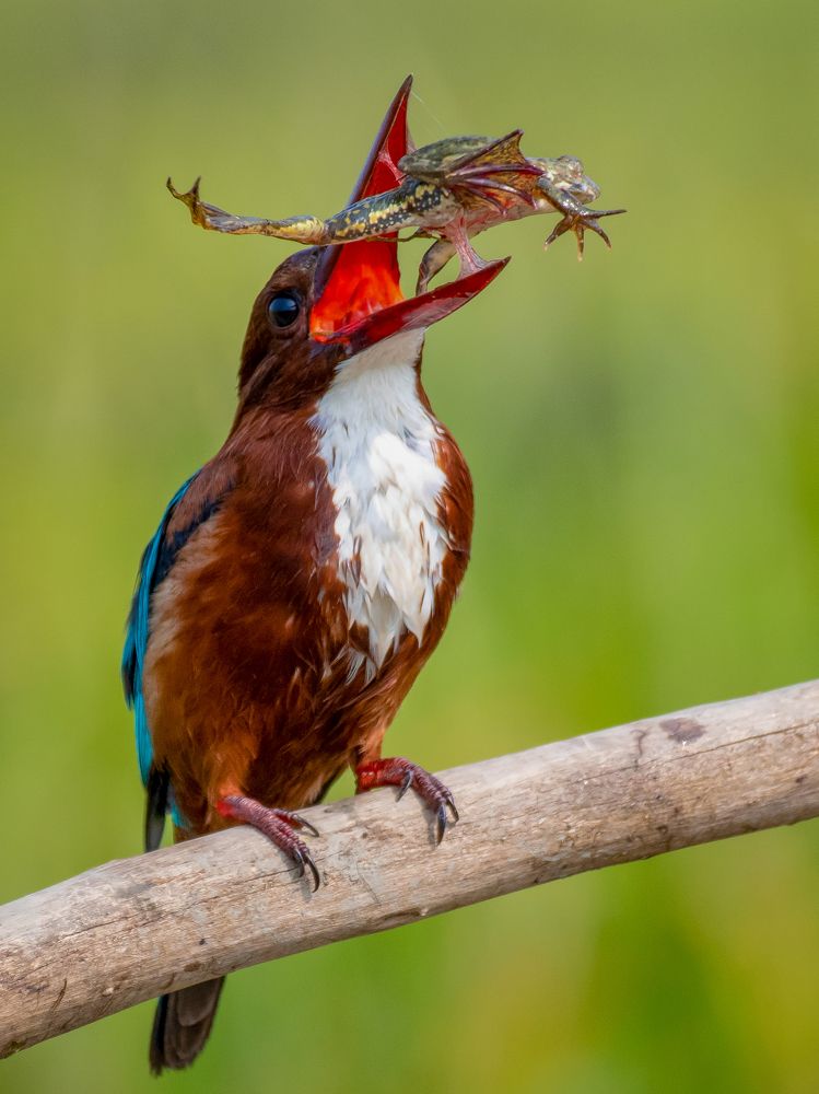 Фотография автора Grace Rani