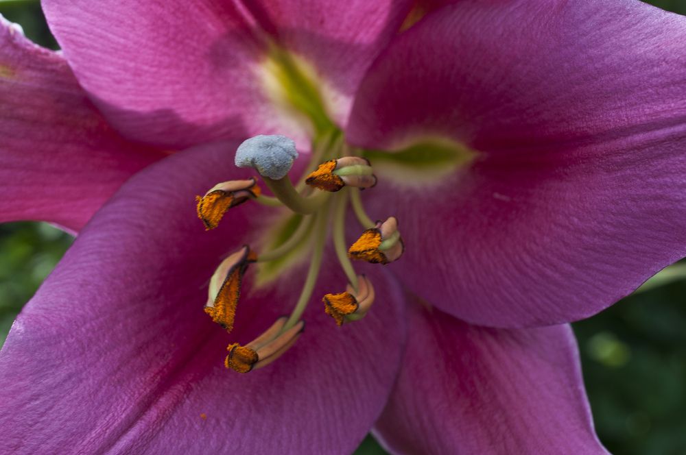 Photograph by Наталья Дроздова