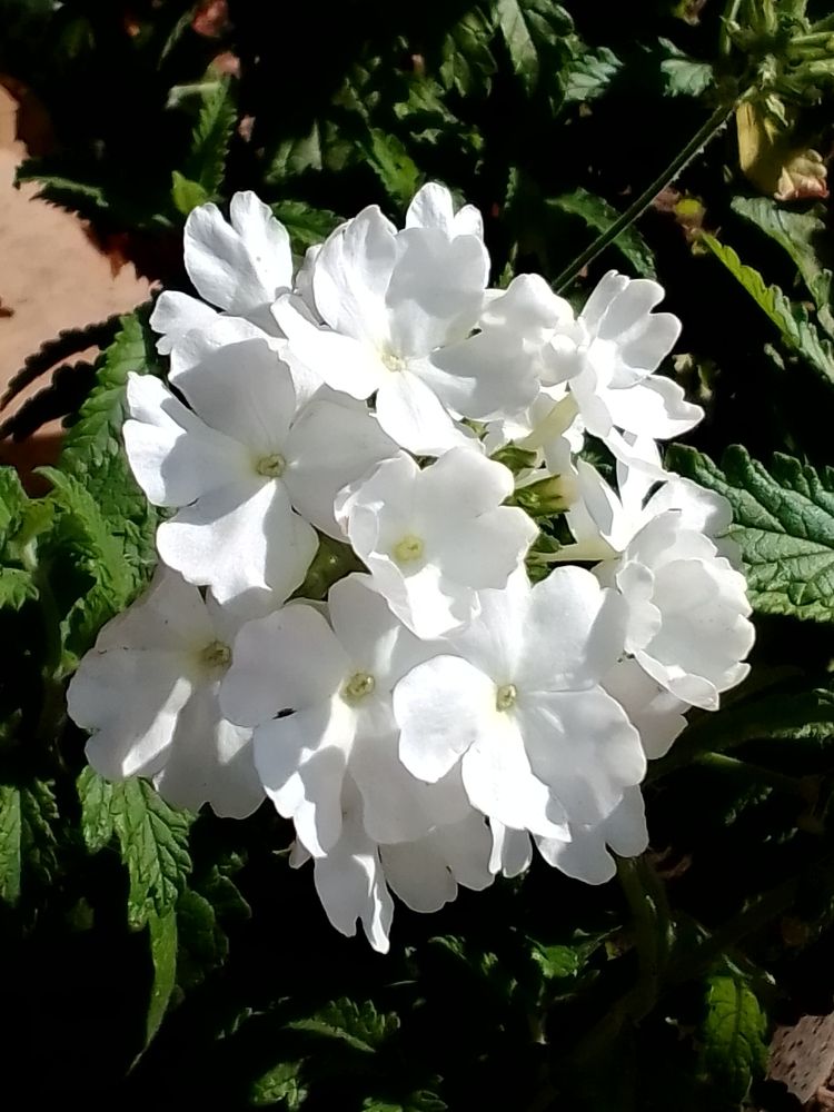 Photograph by Irina Mihailovskaya