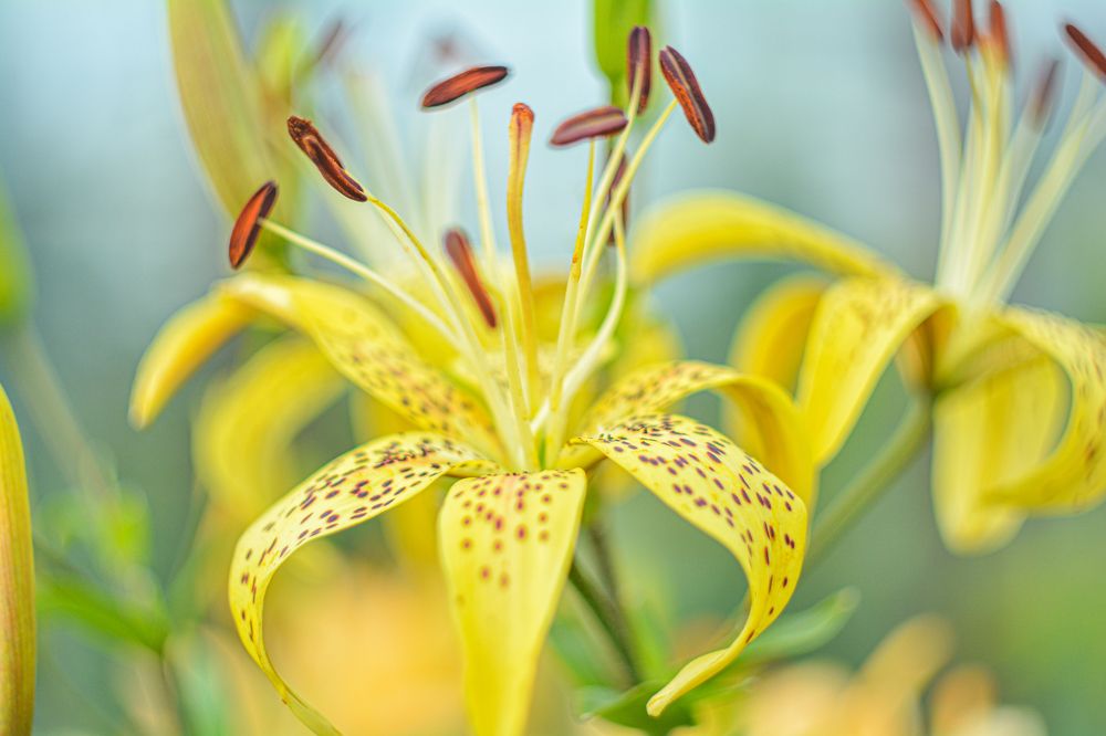 Фотография автора Дмитрий Хань