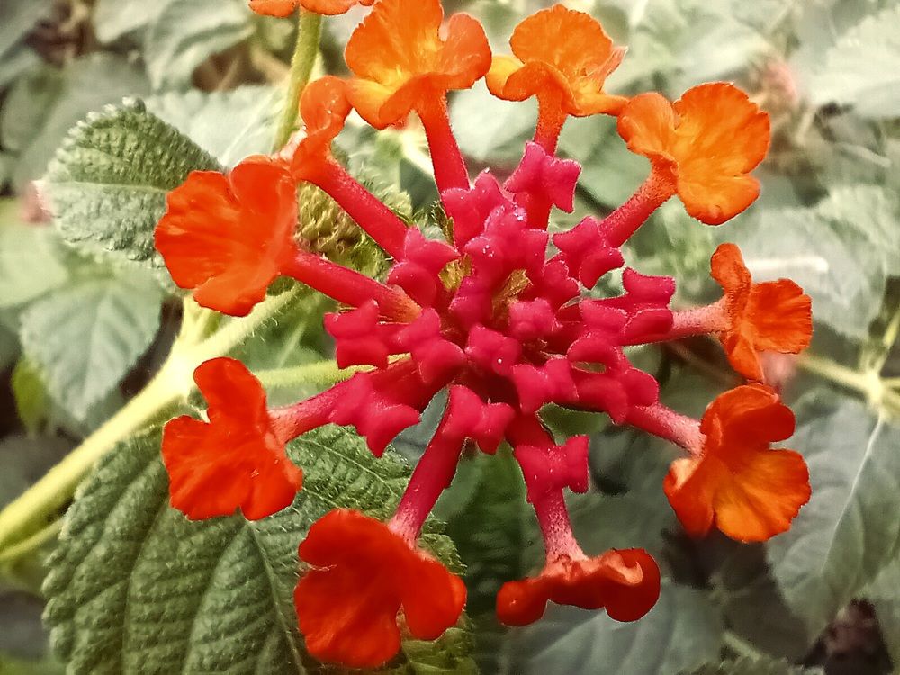 Redorange