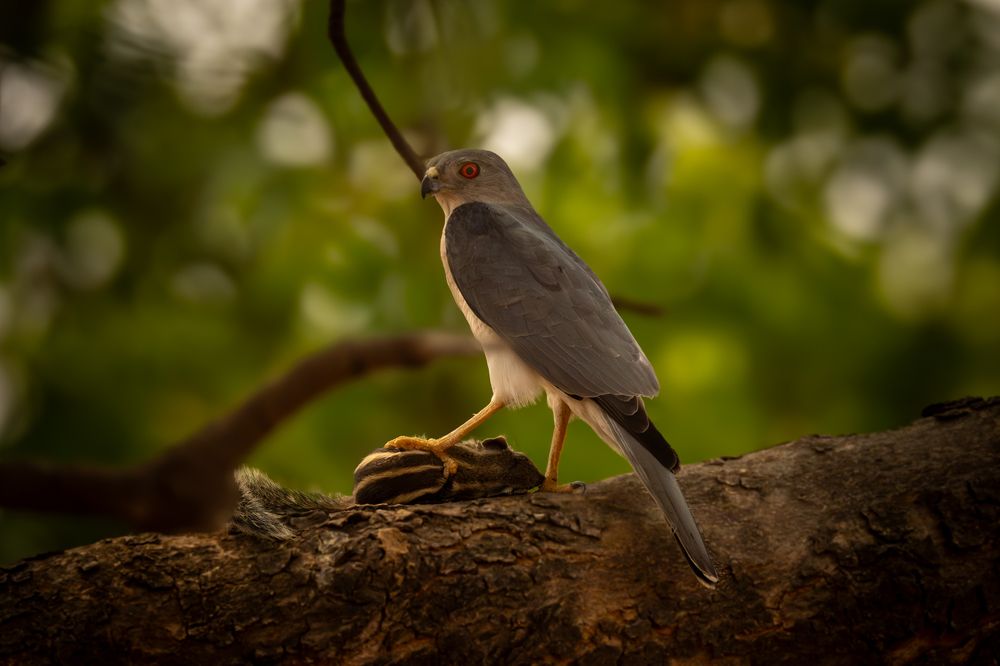 Photograph by Pranav Pula