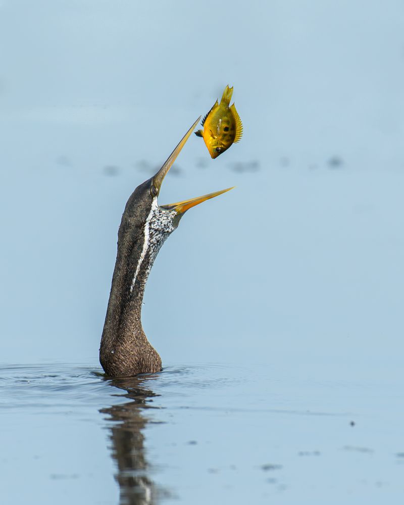 Фотография автора Anandhu M