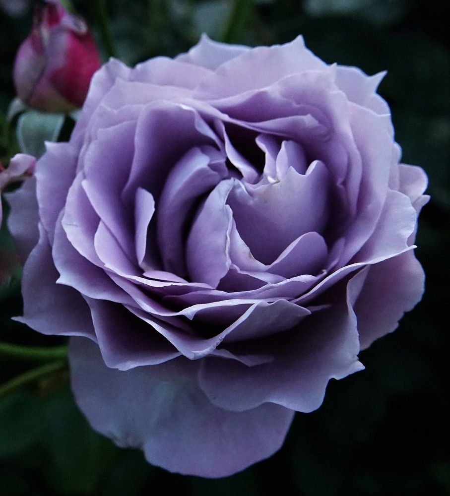 Photograph by jelena konickaja