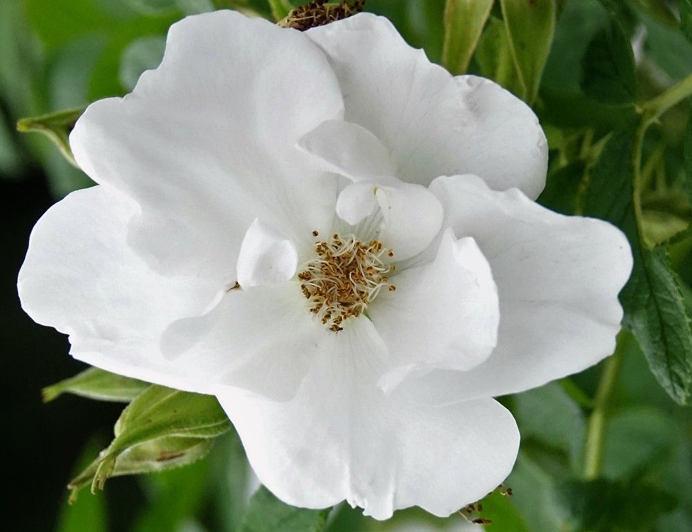 Photograph by jelena konickaja