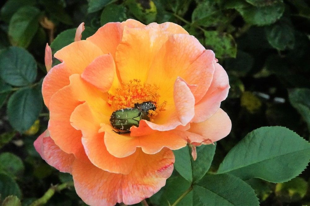 Photograph by jelena konickaja