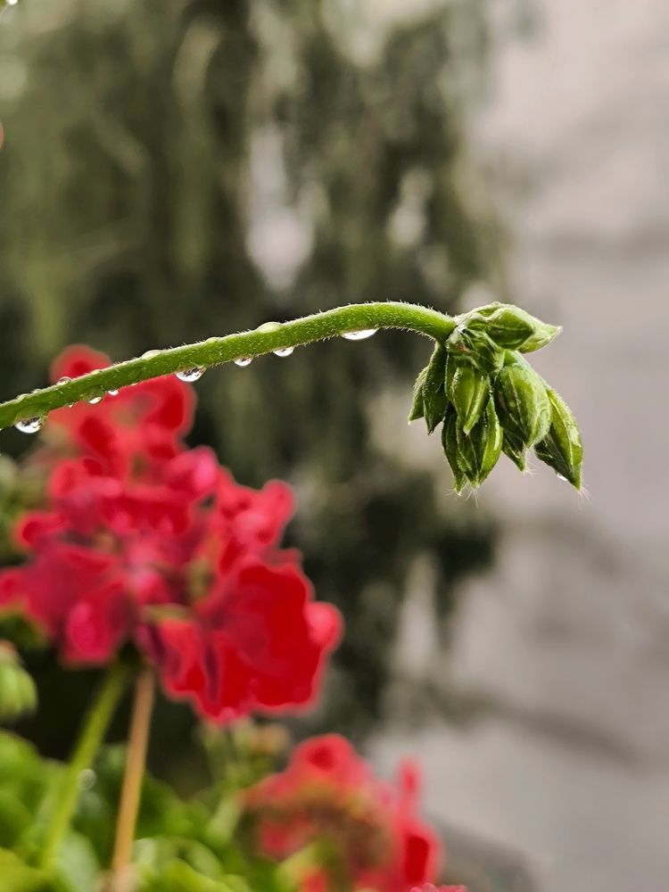 Photograph by Root Dariia