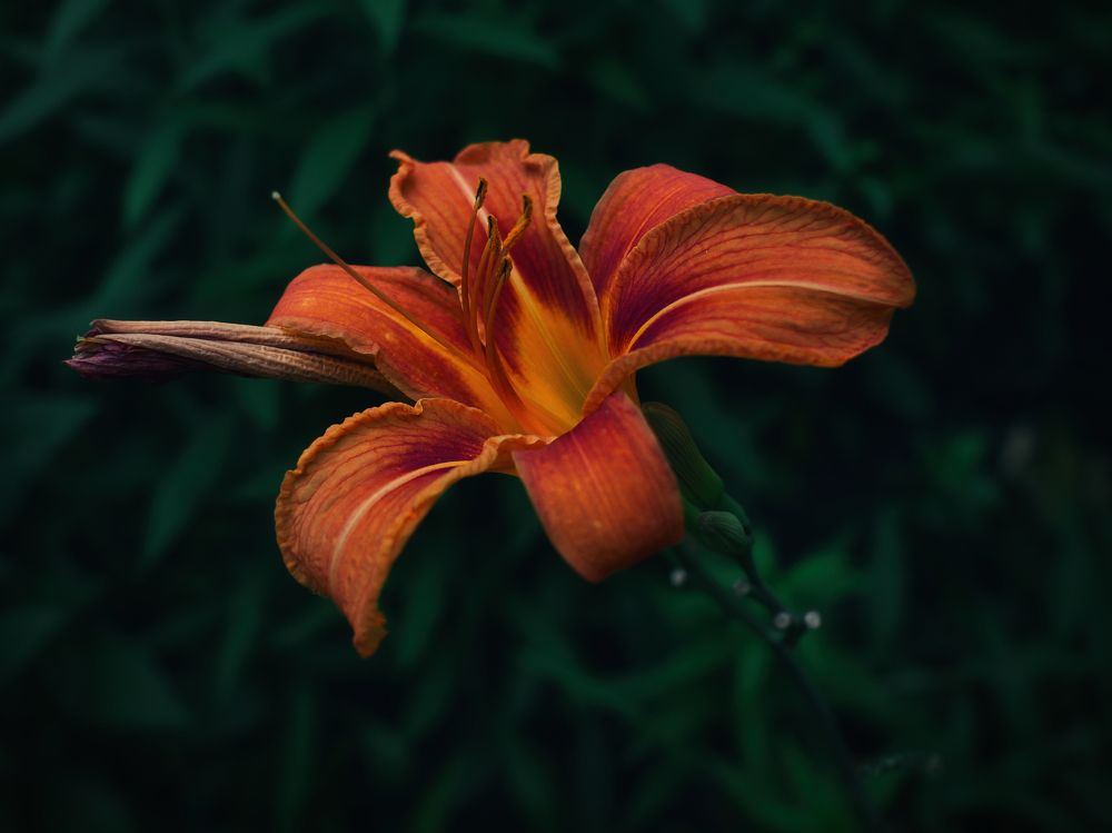 Photograph by Дмитрий Гребнев