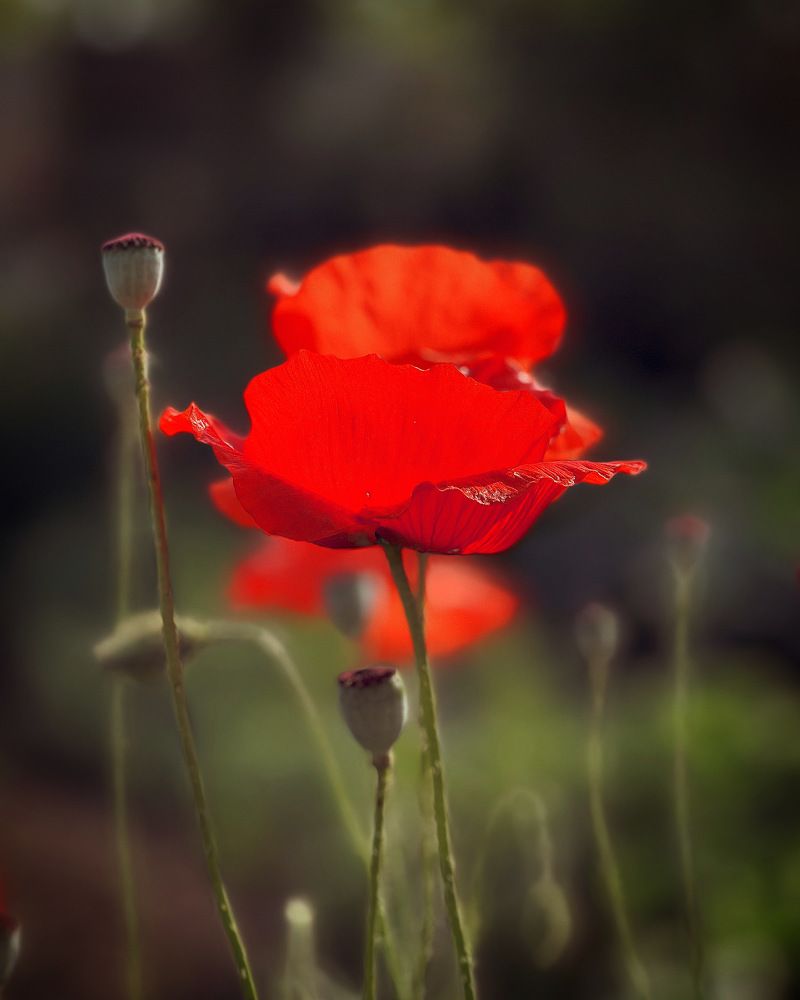 Photograph by Татьяна Волохова